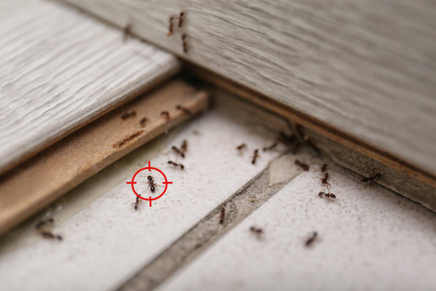 Best Best Pest Control Near Me  in Shanor Northvue, PA