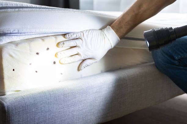 Best Pest Prevention Services  in Shanor Northvue, PA