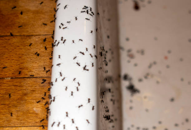 Best Mosquito Control Services  in Shanor Northvue, PA